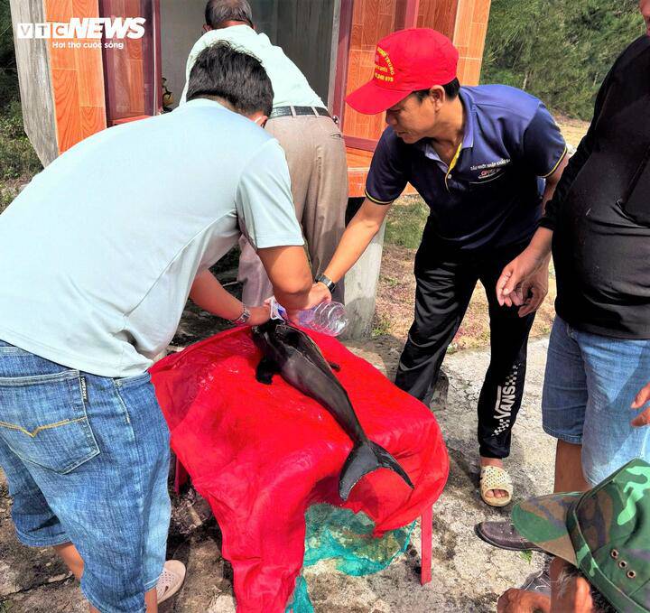 Ngư dân thôn Xuân Thạnh Nam bọc vải đỏ, tẩm liệm cá voi theo tục lệ cổ truyền.