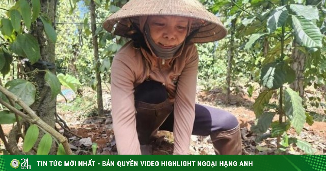 'Đỏ mắt' tìm nhân công hái hồ tiêu ở Đắk Lắk, trái chín rụng đầy vườn