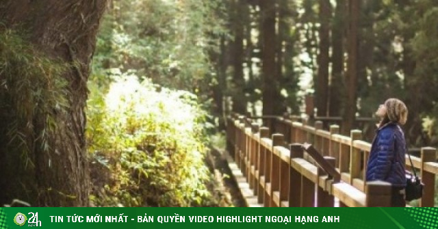 Du xuân Alishan - Lạc giữa biển mây và rừng cổ thụ của Đài Loan