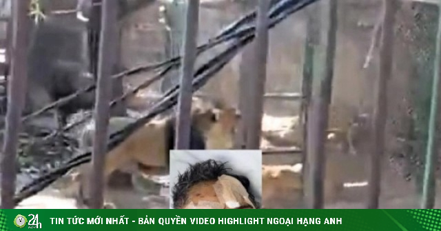 Say rượu thả 6 con sư tử khỏi chuồng, người đàn ông nhận cái kết đau đớn