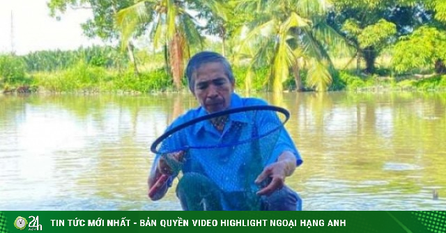 Một người ở Nhà Bè, TPHCM nấu thức ăn nuôi cá gì mà thu lời hàng trăm triệu đồng?