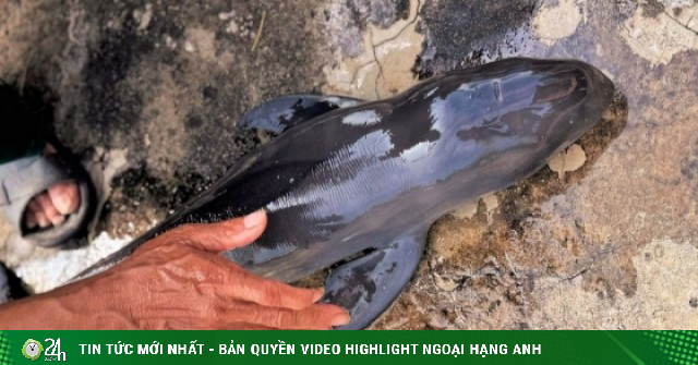 Cá voi chết trôi dạt vào bờ biển Gia Lai