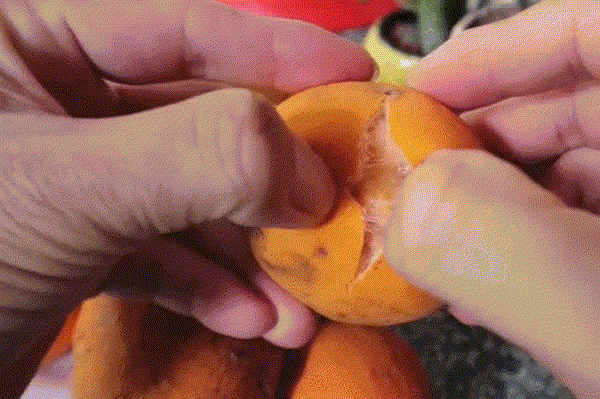 Sản vật miền Tây có múi giống mít, vị chua ngọt như măng cụt hút khách tìm mua - 2