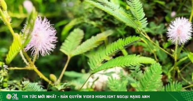 Thảo dược quý cực sẵn ở Việt Nam, tốt ngang thuốc bổ đắt tiền lại hay bị ngó lơ