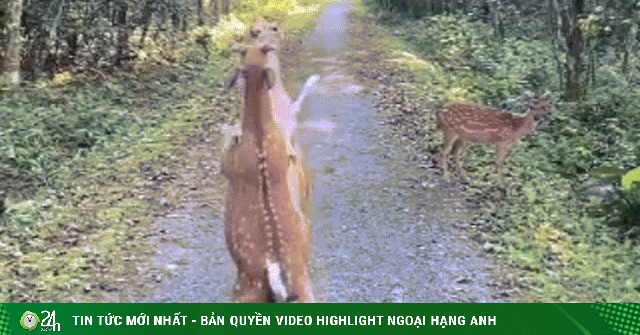 Khoảnh khắc hai chú hươu 'so găng' trong VQG Cúc Phương hút người xem