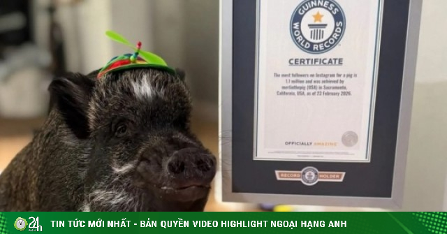 Chú lợn 'biết nói' lập kỷ lục Guinness với 1,1 triệu người theo dõi