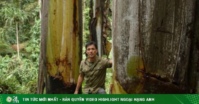 Giống chuối khổng lồ kỳ lạ nhất thế giới, cây cao gần bằng tòa nhà 8 tầng, ăn một quả no cả ngày