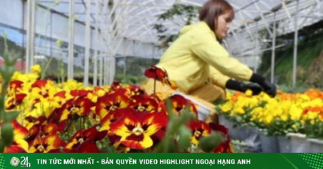 Một loại hoa nhỏ bé, tên nghe vừa lạ vừa quen đang được người dân ở Đà Lạt bán giá 900.000 đồng/kg