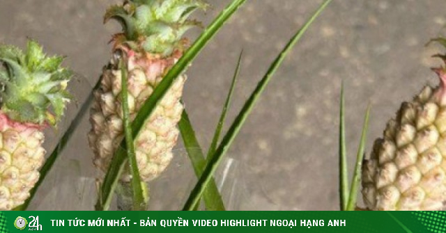 Vì sao dứa cảnh mini giá nửa triệu một bó vẫn được săn tìm?