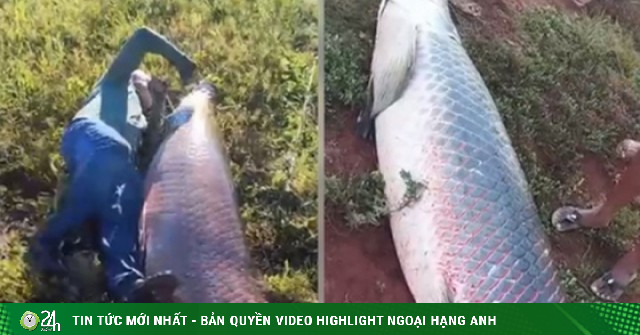 Ngư dân bắt được con cá khổng lồ nặng 135kg trên sông