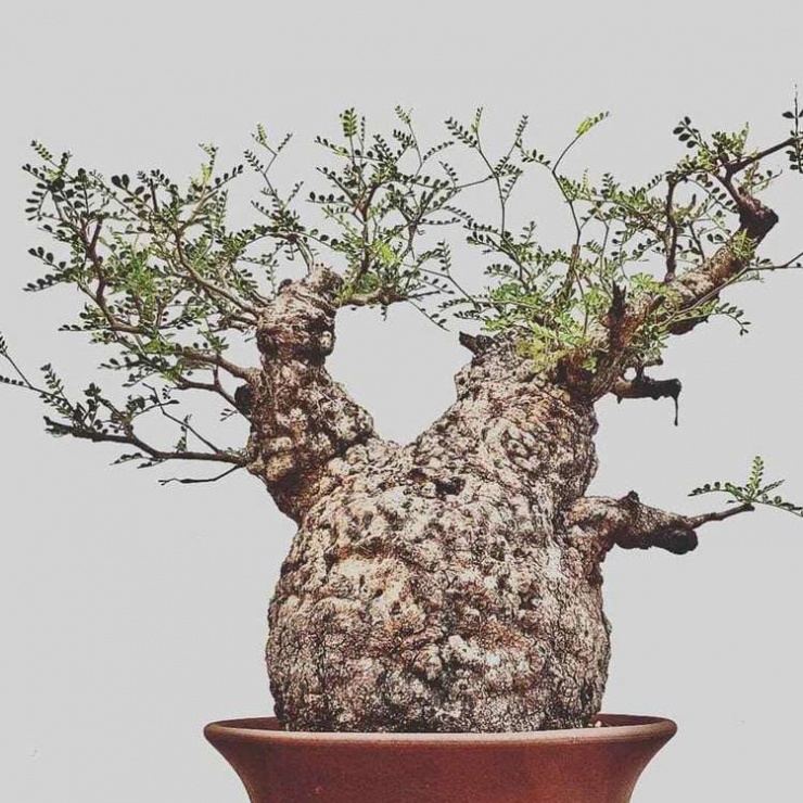 Africanornamentalnursery