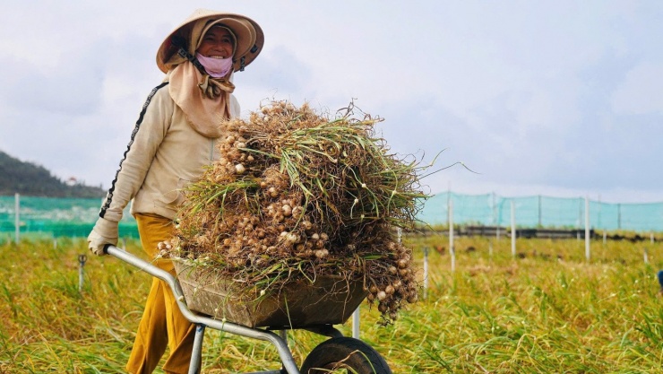 'Vàng trắng' ở đảo Lý Sơn mất giá - 4