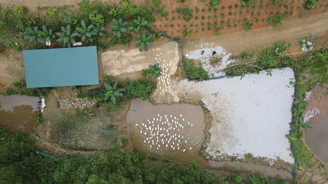 Khởi đầu của “dịch vụ” massage vịt chỉ là những trang trại vịt của người dân địa phương. Khi một số du khách nước ngoài ghé ngang, họ bị thu hút bởi hình ảnh đàn vịt chạy lon ton và ngỏ ý được chụp hình. Từ đó, ý tưởng về tham quan kết hợp các hoạt động trải nghiệm cùng vật nuôi được hình thành.