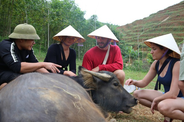 Ngoài những chú vịt mềm mại, du khách còn có những trải nghiệm cùng chú trâu nước. Du khách có thể sờ mó, thậm chí cưỡi chú trâu hiền lành được huấn luyện kỹ để thực hiện các hiệu lệnh đứng lên, nằm xuống của chủ.