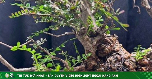 Trên thị trường cây cảnh, một cái tên lạ đang khiến giới sành chơi tò mò, nhiều người gọi đó là "quái vật bonsai"