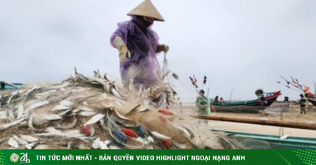 Ngư dân Hà Tĩnh thu tiền triệu mỗi ngày nhờ đánh bắt 'bạc biển'