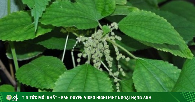 Nông dân thu tiền đều mỗi năm từ loại cây mọc hoang ven đường