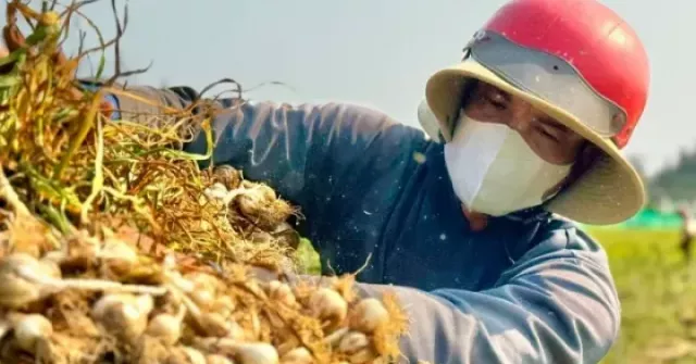 'Vàng trắng' ở đảo Lý Sơn mất giá