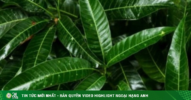 Việt Nam có sẵn một loại thảo dược quý nhưng hay bị ngó lơ vì nghĩ không ăn được