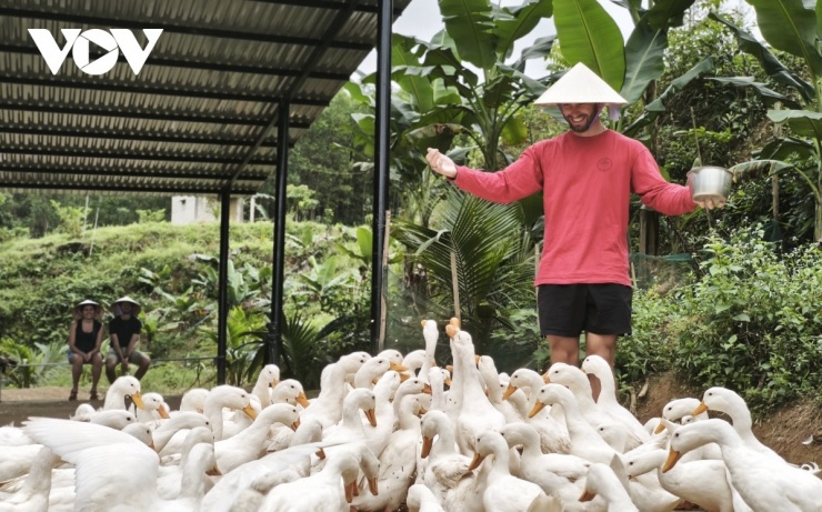 Du khách trải nghiệm chăn vịt trong không gian đồng quê Việt Nam