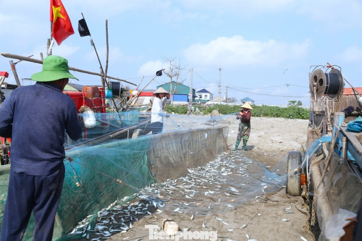 Cách đó không xa, ông Nguyễn Văn Cường (60 tuổi, trú xóm Xuân Châu, xã Hải Châu) cũng đang cặm cụi gỡ từng con cá khỏi mắt lưới. Đôi bàn tay chai sần, thoăn thoắt như đã quá quen với công việc này. "Đi biển vất vả, nhưng chỉ cần thấy cá mắc dày lưới là mọi mệt nhọc tan biến", ông cười hiền.