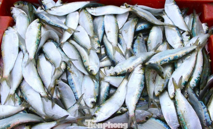 Cá trích tươi xanh, giàu giá trị dinh dưỡng.