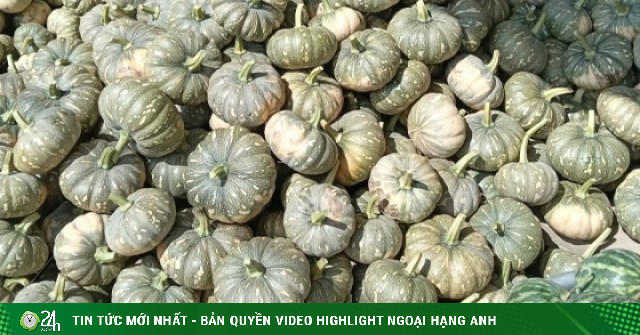 Hàng trăm tấn bí đỏ quá lứa chờ thu hoạch, Hội Nông dân Cà Mau kêu gọi giải cứu