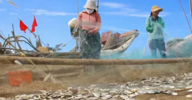 Ngư dân kiếm bộn tiền mùa cá trích