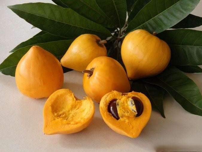 Lê ki ma là loại cây dễ trồng, thích hợp với khí hậu nhiệt đới. Nếu trồng từ hạt, cây thường mất khoảng 7–10 năm mới cho quả. Tuy nhiên, với các phương pháp chiết hoặc ghép cành, thời gian thu hoạch có thể rút ngắn đáng kể. Ảnh VOH
