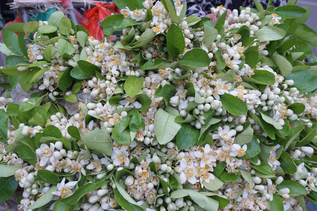 Những nụ bưởi e ấp trắng ngà, đan xen cùng những bông đã bung cánh khoe nhụy vàng ươm ướt đẫm sương đêm, lấp ló sau tầng lá xanh rì tỏa ra một mùi hương nhẹ nhàng bồng bềnh.