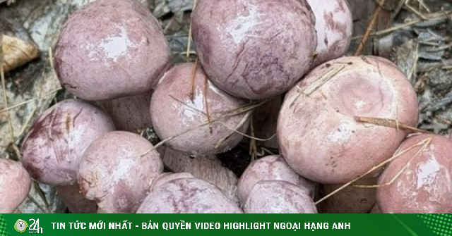 Sản vật trời ban, đổi màu thần tốc, có tiền cũng khó mua ở Phú Quốc