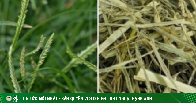 Cây thuốc dưỡng gan bổ thận không trồng vẫn mọc đầy vườn, hay bị nhầm là cỏ dại