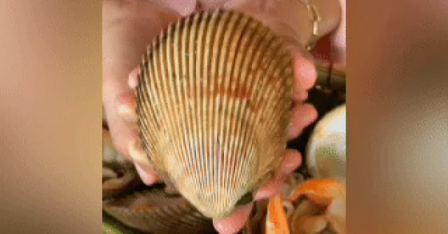 Loài sò có tên gọi 'nhạy cảm', giá hàng trăm nghìn mỗi kg