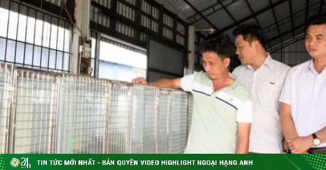 Nuôi con vật hay "nhìn lấm lét", một người Kiên Giang, nay là tỉnh An Giang hé lộ cách gì hay mà bỏ túi tiền tỷ/năm?