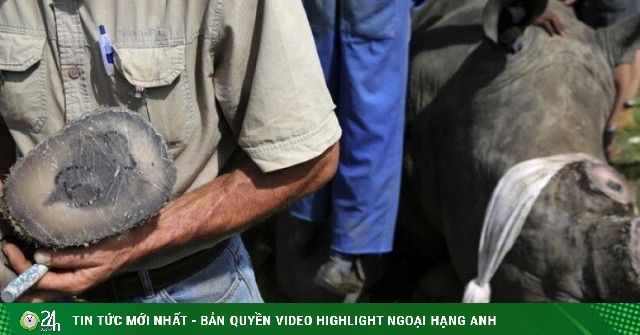 Chu Đăng Khoa bị bắt ở Nam Phi vì buôn lậu sừng tê giác: Bộ Ngoại giao lên tiếng