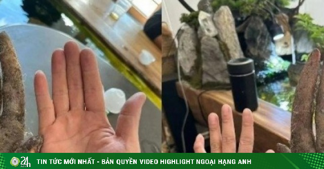 Lão nông đào được củ khoai khủng, hình dáng lạ, khách trả hơn 30 triệu không bán