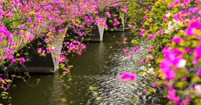 "Phát sốt" với tọa độ thác hoa giấy rực rỡ tựa phim điện ảnh ngay sát vách Hà Nội