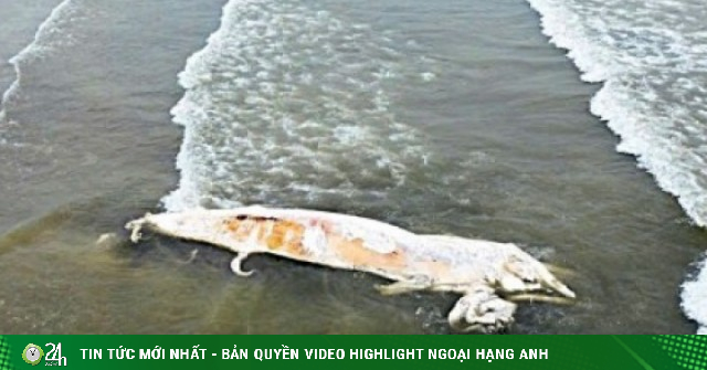 Xác cá voi dài gần 10m dạt vào bờ biển Nghệ An