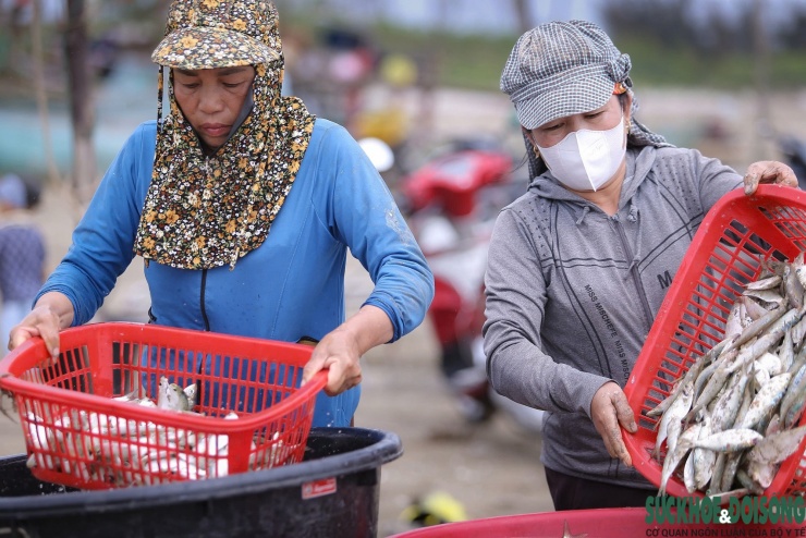 Cá trích giàu chất dinh dưỡng như Omega-3, vitamin D.