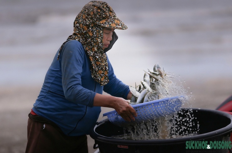 Theo chia sẻ của các ngư dân, tùy sản lượng từng chuyến biển, sau khi trừ chi phí, mỗi lần ra khơi họ có thể thu về khoảng 400.000 - 500.000 đồng. Vào những ngày trúng mẻ lớn, thu nhập có thể đạt mức tiền triệu, mang lại niềm vui và động lực bám biển.