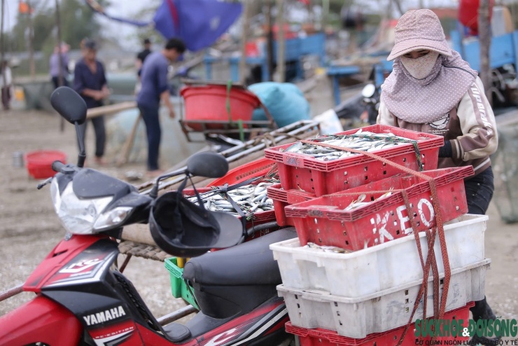 Những giỏ cá trích đầy ắp nhanh chóng được vận chuyển đi các chợ và địa phương lân cận.