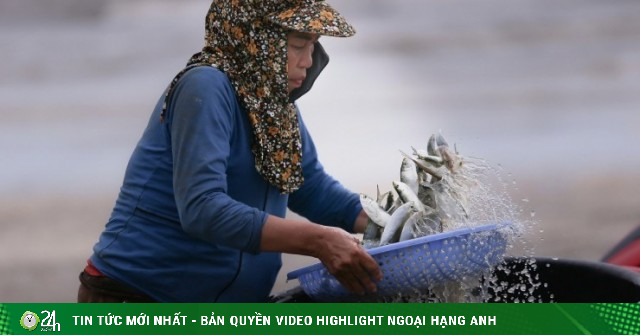 Ngư dân trúng đậm mỗi ngày nhờ loài cá giàu đạm