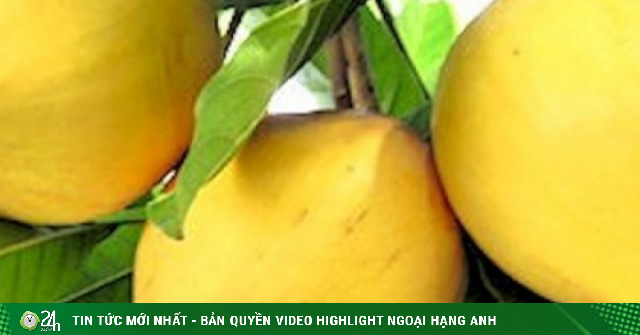 Lê ki ma: Quả dân dã biến thành “siêu thực phẩm” giá 2 triệu đồng/kg