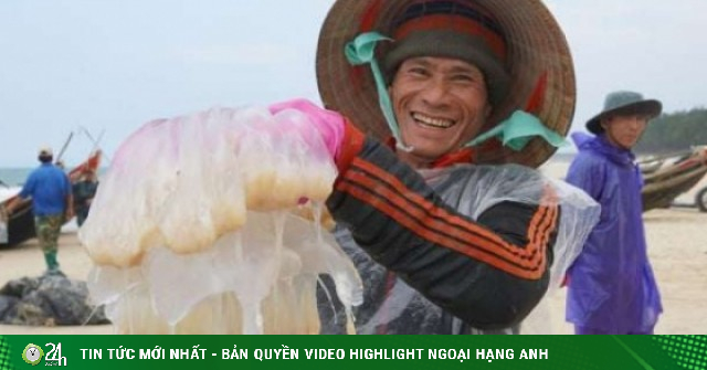 Ra biển bủa lưới bắt con vật không xương, dân Quảng Trị kiếm tiền triệu/ngày