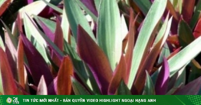 Loại cây nhiều người trồng vì đẹp lại là "thuốc quý" dưỡng tim, giải độc cực tốt