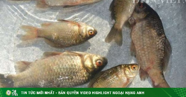 Loại cá nhỏ xíu bán đầy chợ quê, giá chỉ 30.000 đồng/kg nhưng được Đông y xem như “đại bổ”