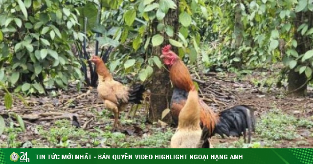 Giống gà gì tỉnh Quảng Trị ngày ăn mối, tối ngủ cây, con nho nhỏ mà nhà nào cũng ham mua
