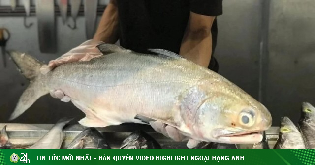 Loài cá quý có thể chuyển đổi giới tính, cá đực tự biến thành con cái để sinh sản, Việt Nam đã nhân giống thành công