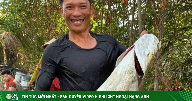 Thuốc cá là gì, vì sao để bắt cá vược-cá chẽm to bự, nặng 12kg trong vuông tôm, dân Cà Mau lại thuốc cá?