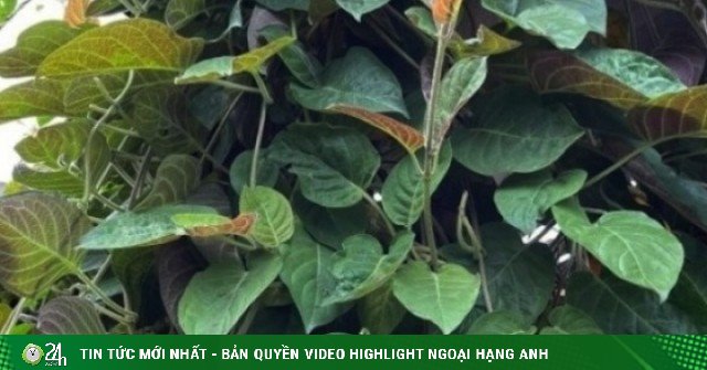 Loại lá mọc dại khắp nơi, được xem là ‘bảo bối’ cho hệ tiêu hóa